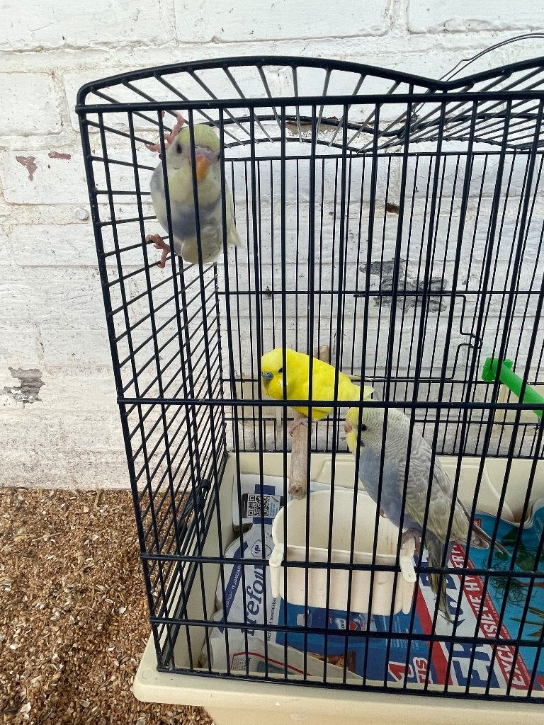 Jonge grasparkieten alle kleuren, Plusieurs animaux, Perruche, Bagué
