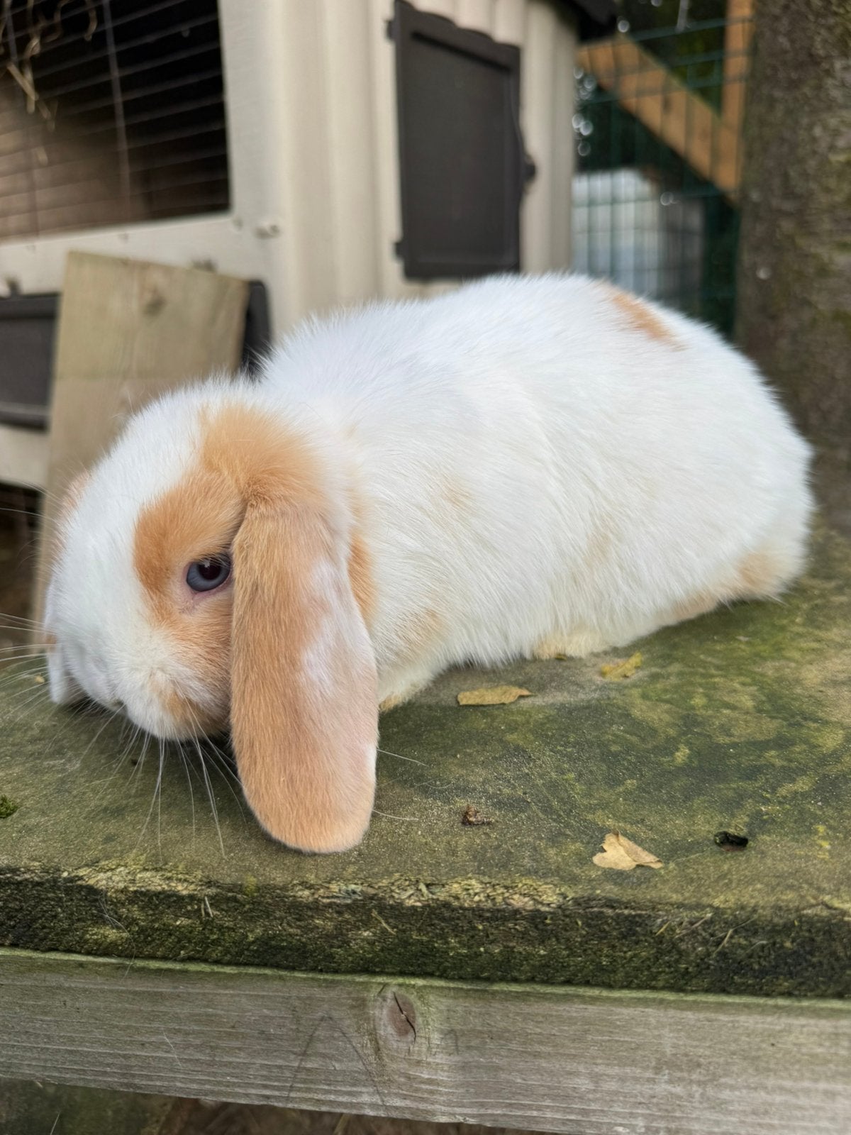 Tam minilop voedstertje met blauwe oogjes, Femelle, Petit, Oreilles tombantes, 0 à 2 ans