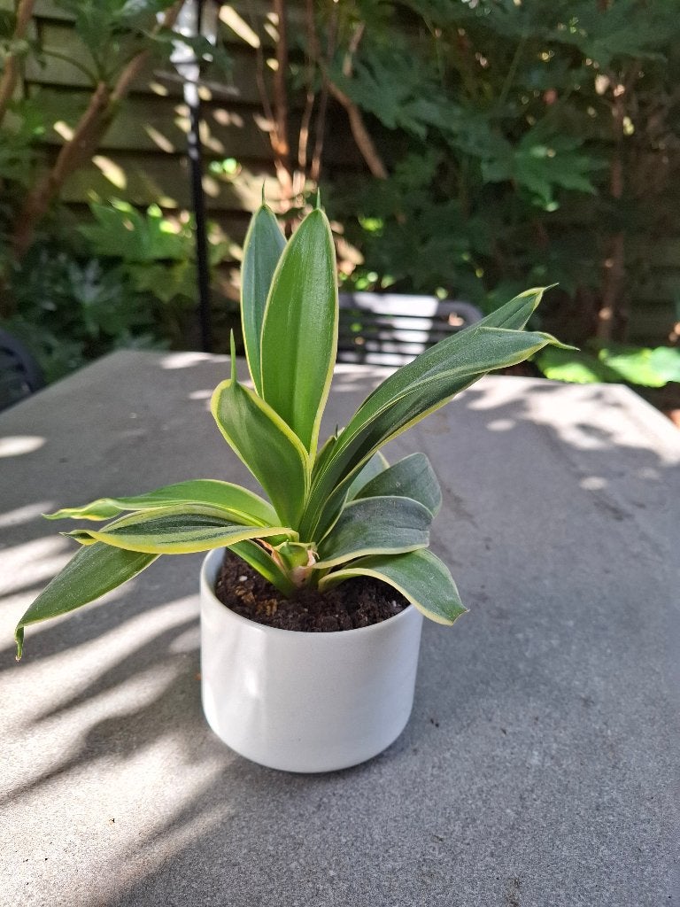sanseveria, Huis en Inrichting, Ophalen, Overige soorten, In pot, Minder dan 100 cm