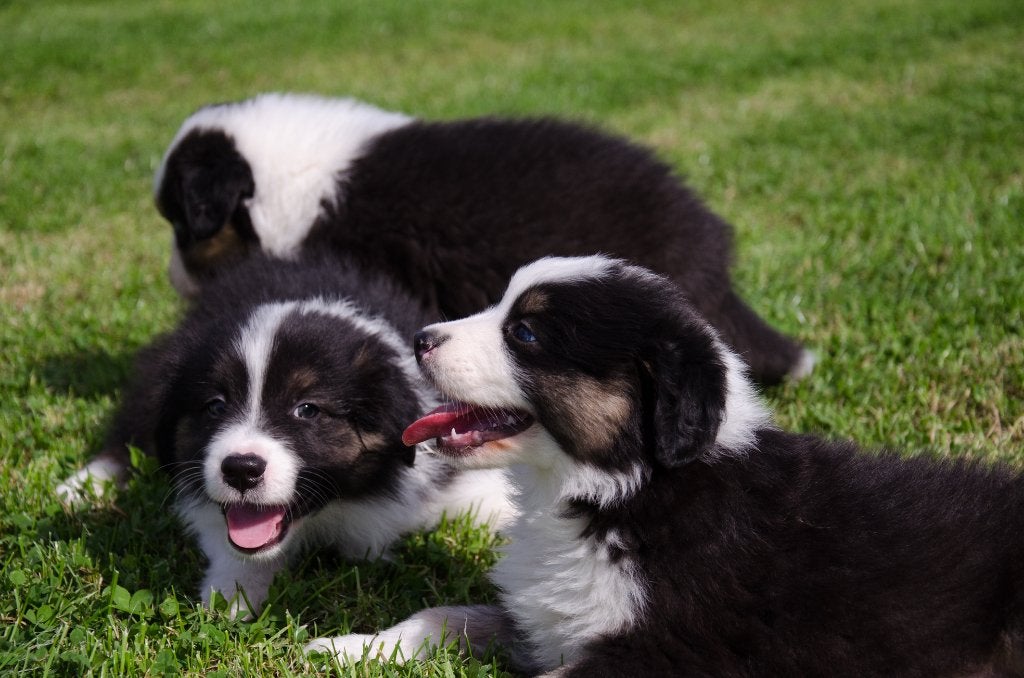 Australische herder pups geboren op boerderij, Dieren en Toebehoren, België, Particulier, Reu, CDV (hondenziekte)