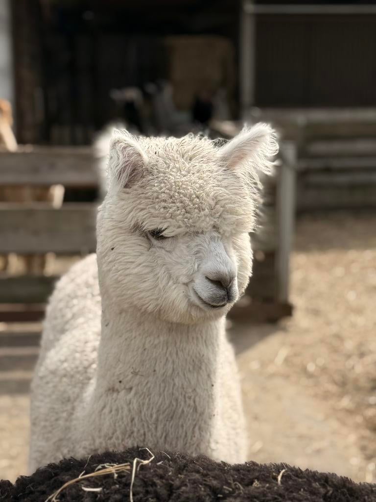 Alpaca merries en hengstjes, Juin, Plusieurs animaux
