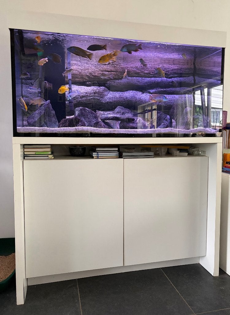 aquarium te koop, Dieren en Toebehoren, Ophalen, Gevuld zoetwateraquarium, Eheim, Gebruikt