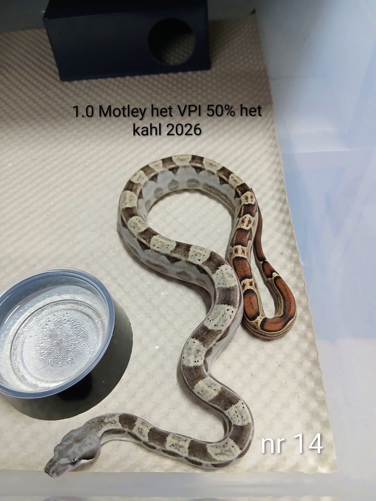 Bci,  1.0 Motley het VPI , 50% het kahl 2026, Dieren en Toebehoren, Slang, Tam, 0 tot 2 jaar