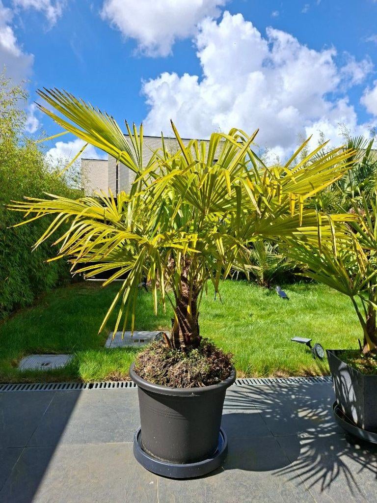 Chinese waaierpalm (stam 30 cm., h. > 1m.), Tuin en Terras, 100 tot 250 cm, Palmboom, Ophalen, Volle zon