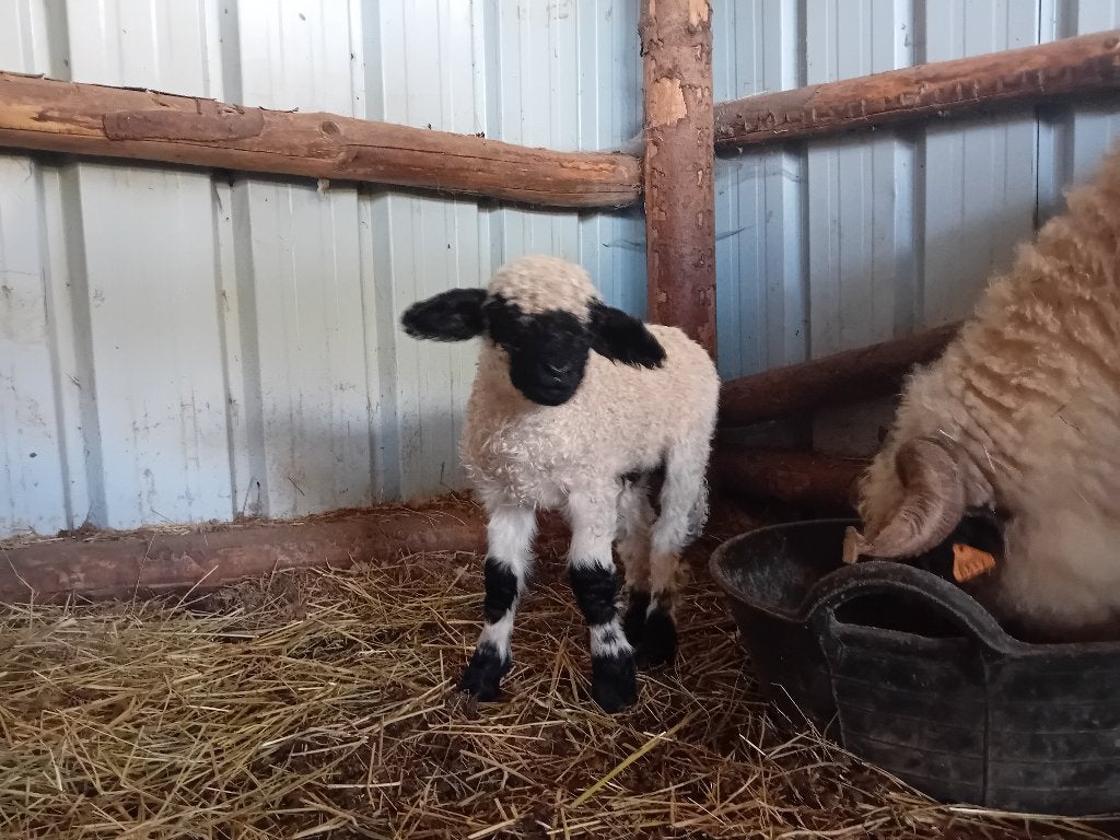 Agneau nez noir du Valais, Mâle, Mouton, 0 à 2 ans