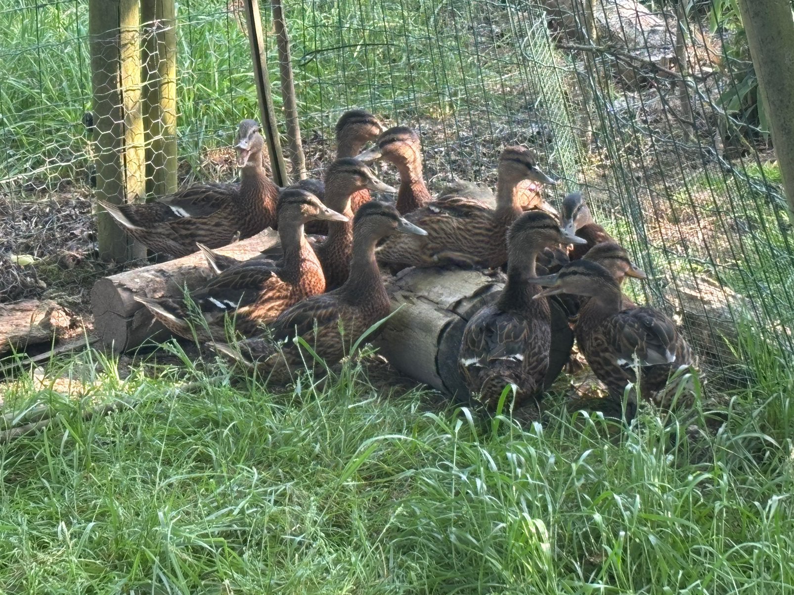Jonge wilde eenden, Dieren en Toebehoren, Pluimvee