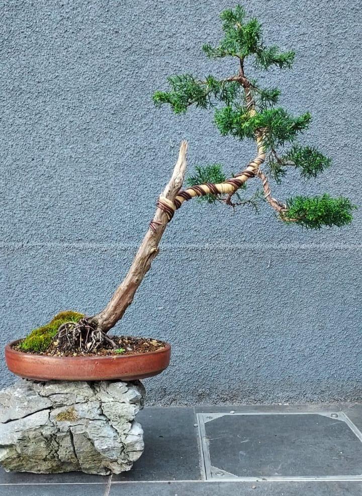 Juniperus Chinensis bonsai, Tuin en Terras, Planten | Bomen, Ophalen of Verzenden, In pot