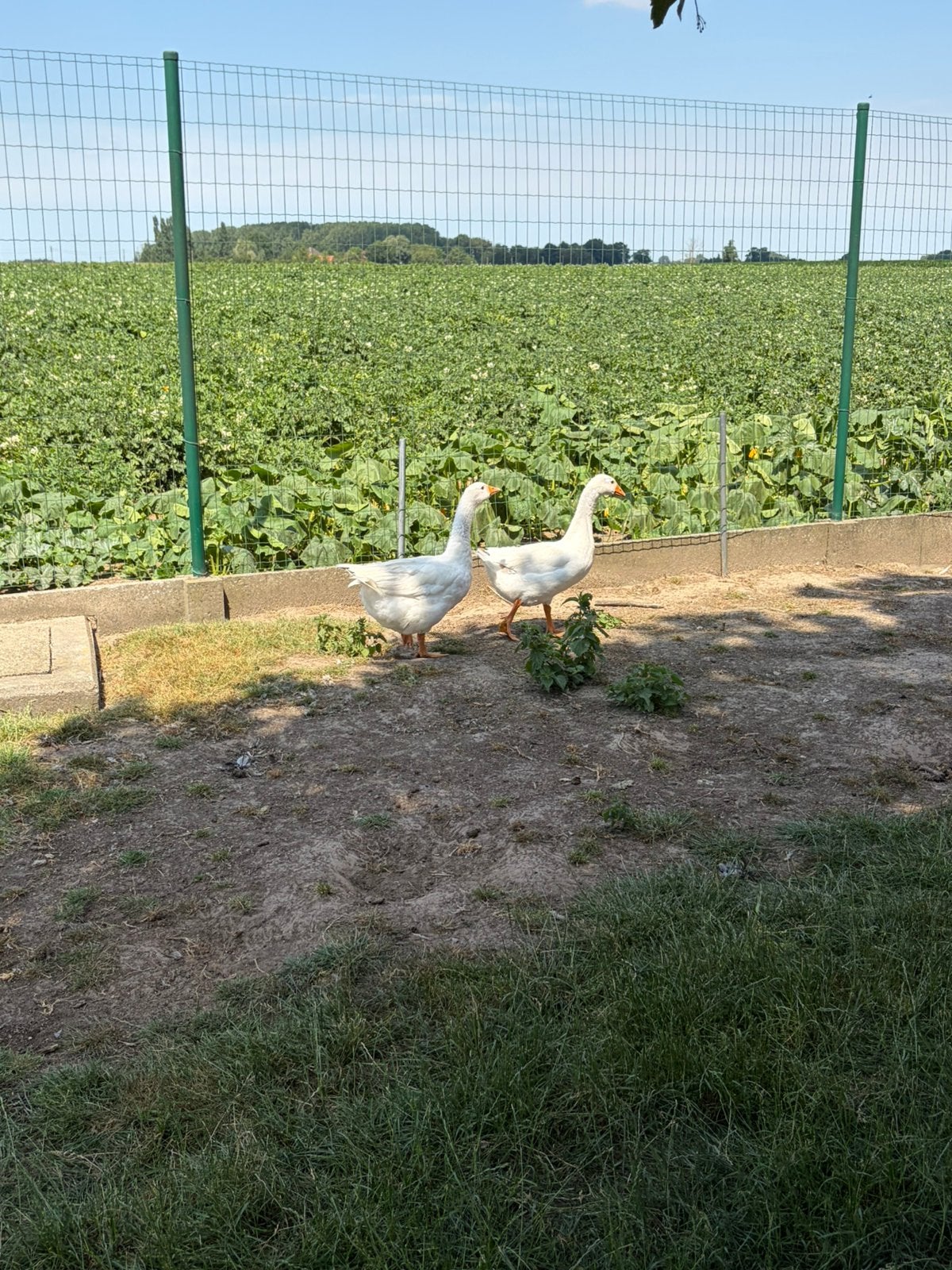 Witte ganzen, Animaux & Accessoires, Volatiles, Plusieurs animaux, Oie ou Cygne
