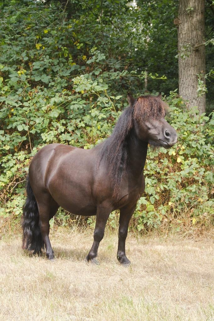 shetlander aangeboden voor halve stal, Dieren en Toebehoren, Pony's, Ruin, Niet van toepassing, A pony (tot 1.17m), Recreatiepony