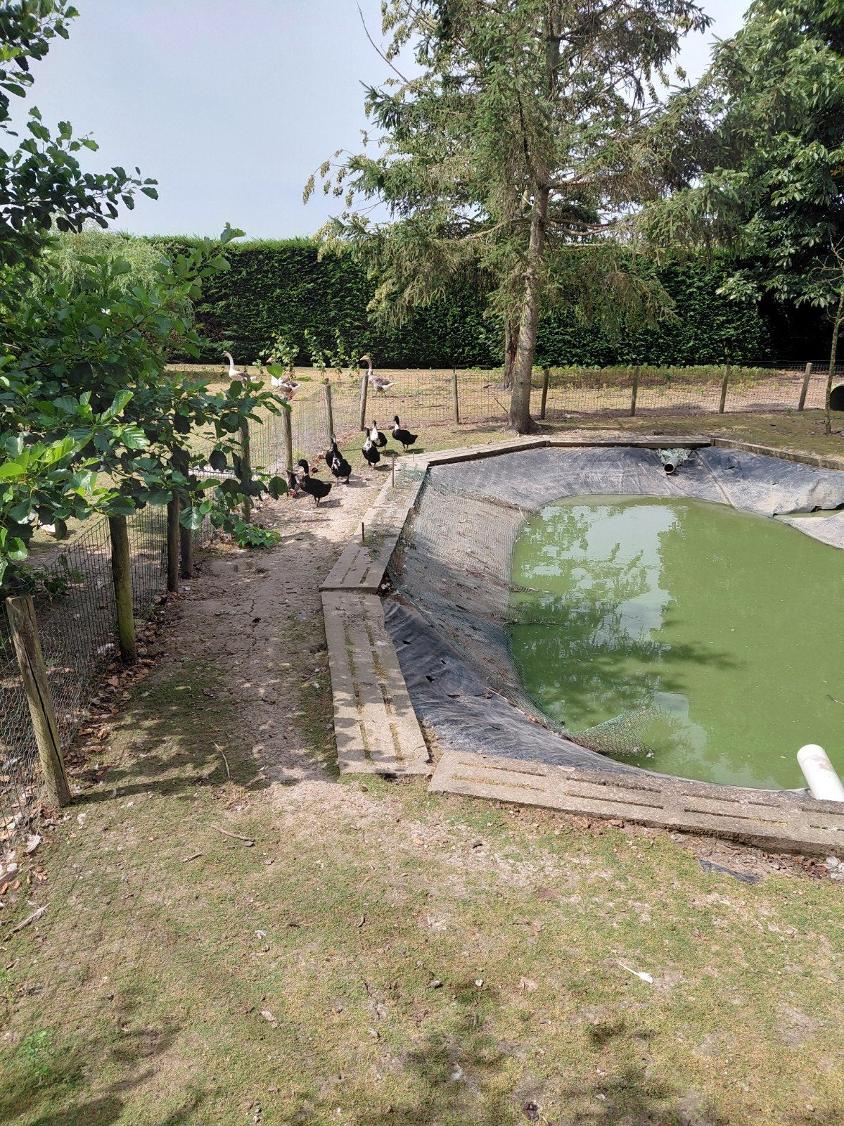 Eenden, Dieren en Toebehoren, Pluimvee