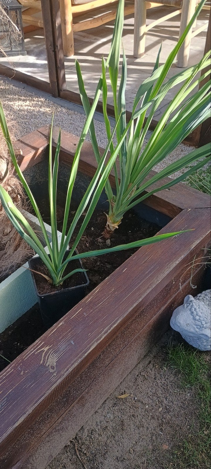 yucca plantjes, Tuin en Terras, Ophalen, Vaste plant, Volle zon
