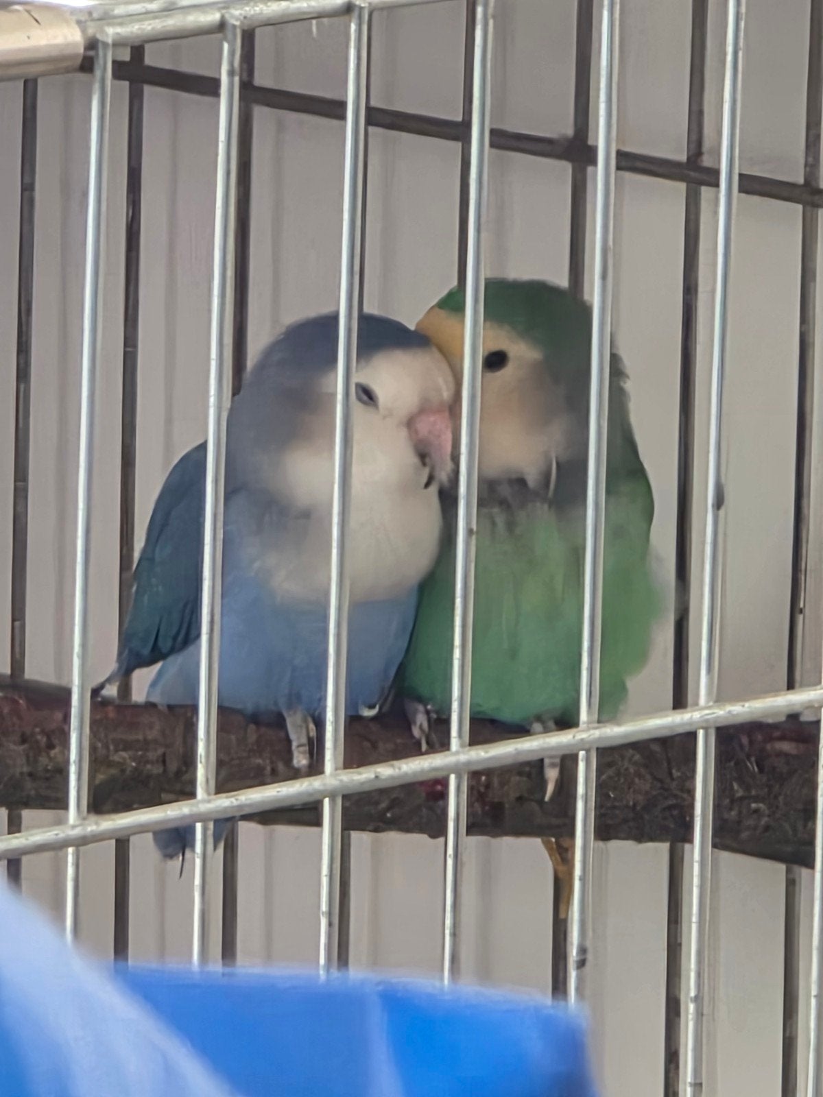 Koppel Dwergpapegaaien (Lovebirds) + Kooi | Gezond, Dieren en Toebehoren