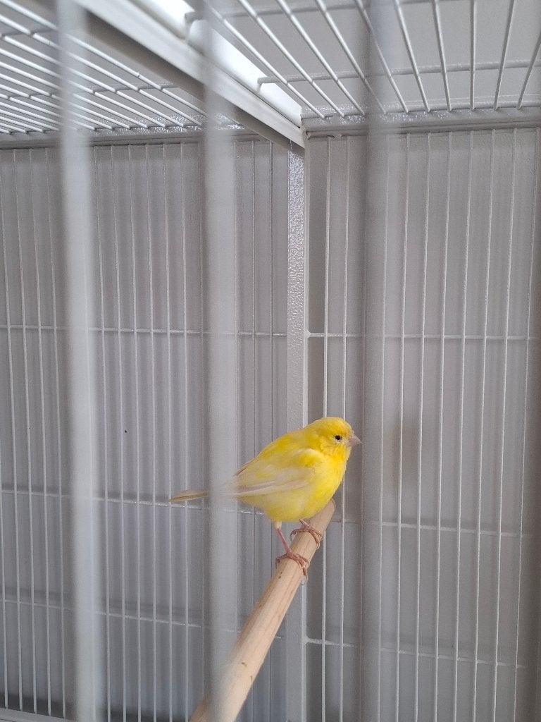 Couple de Canaries, Plusieurs animaux, Canari chanteur
