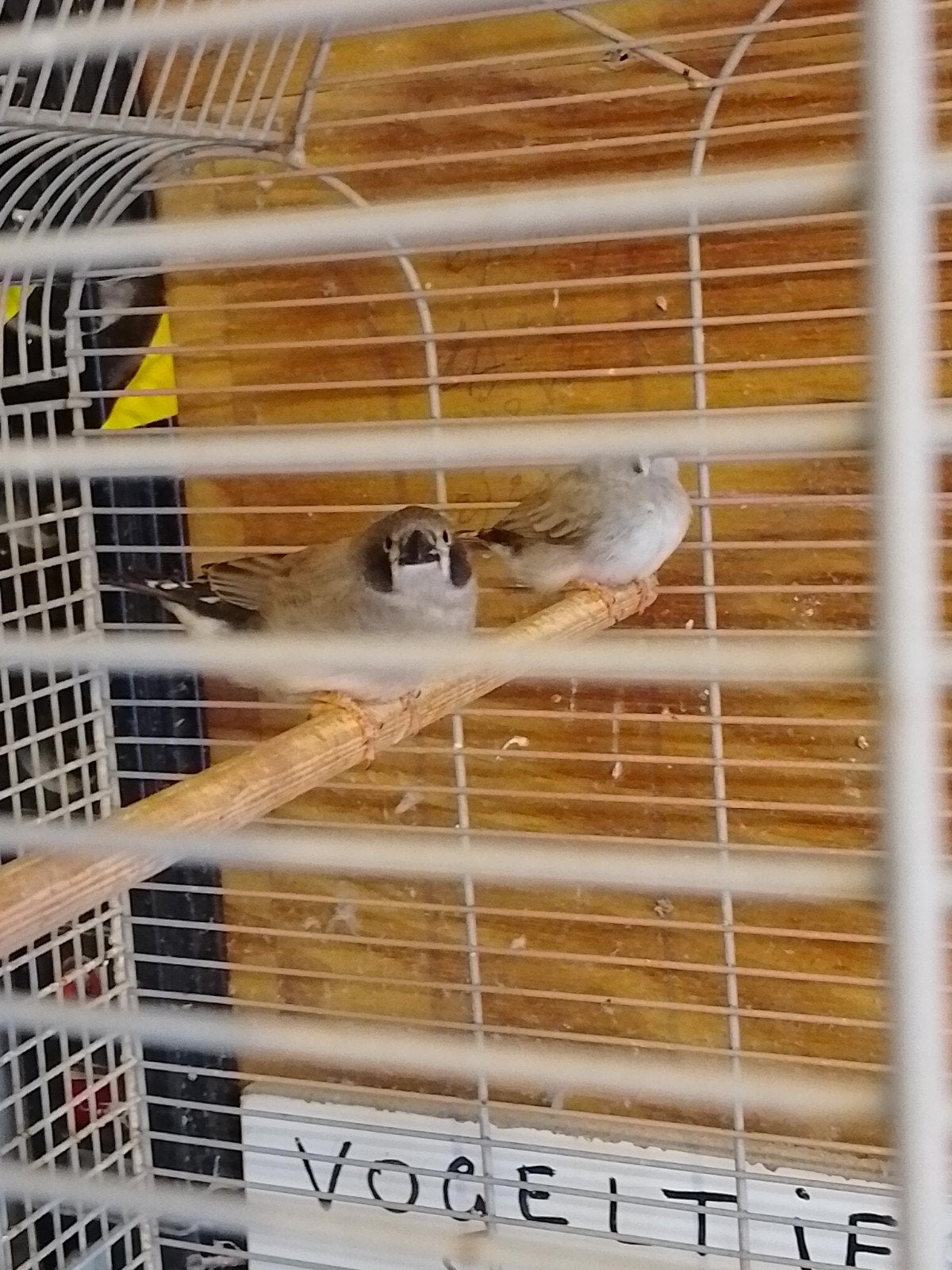 JEUNES PINSONS ZÈBRES, bagués avec ou sans CAGE, Plusieurs animaux, Oiseau tropical, Bagué