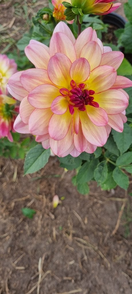 Dahlia zingaro, Tuin en Terras, Ophalen of Verzenden, Voorjaar, Volle zon, Bloembol