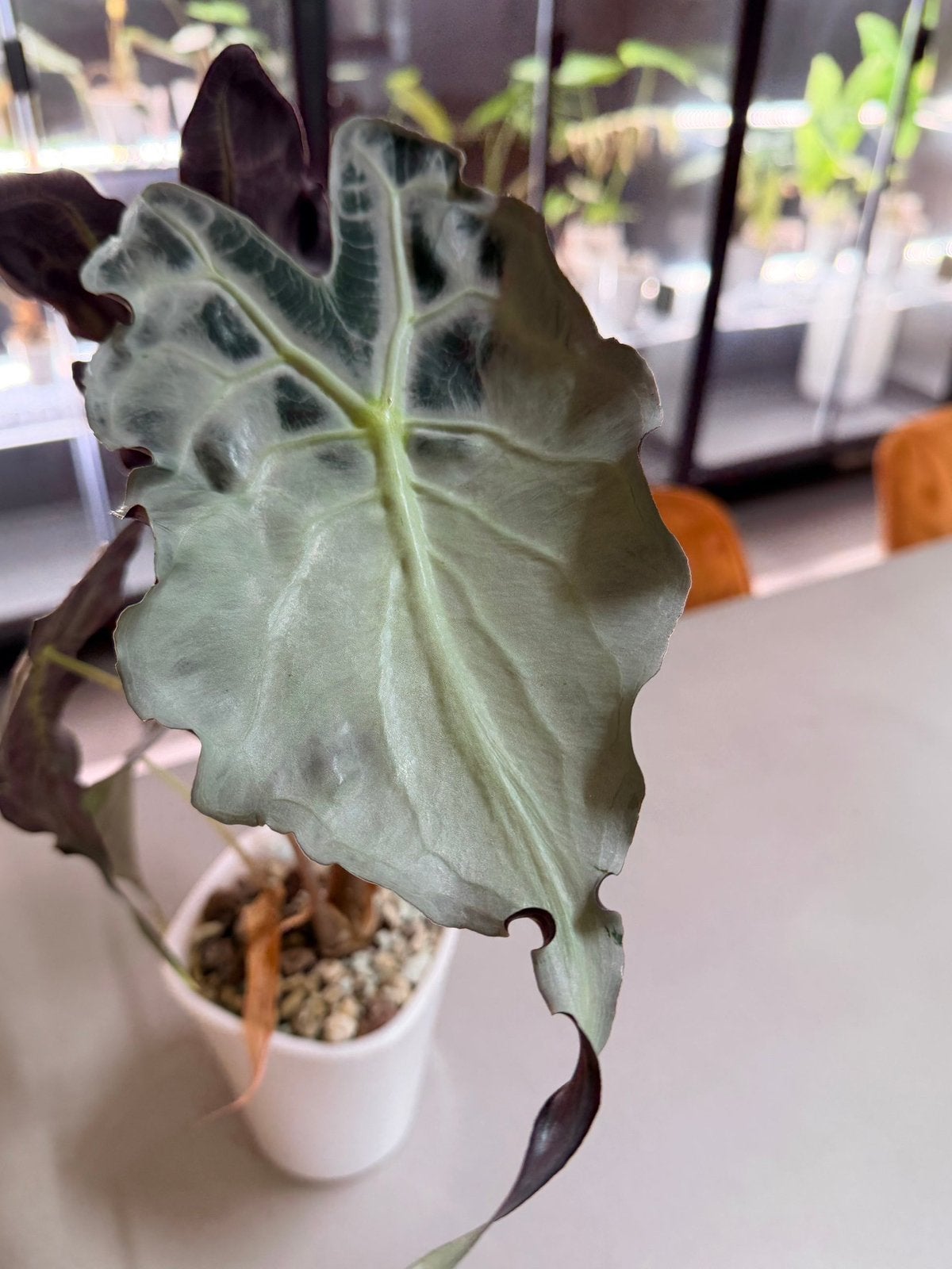 Alocasia Venom corm, Autres espèces, Enlèvement ou Envoi, Moins de 100 cm, Plante verte