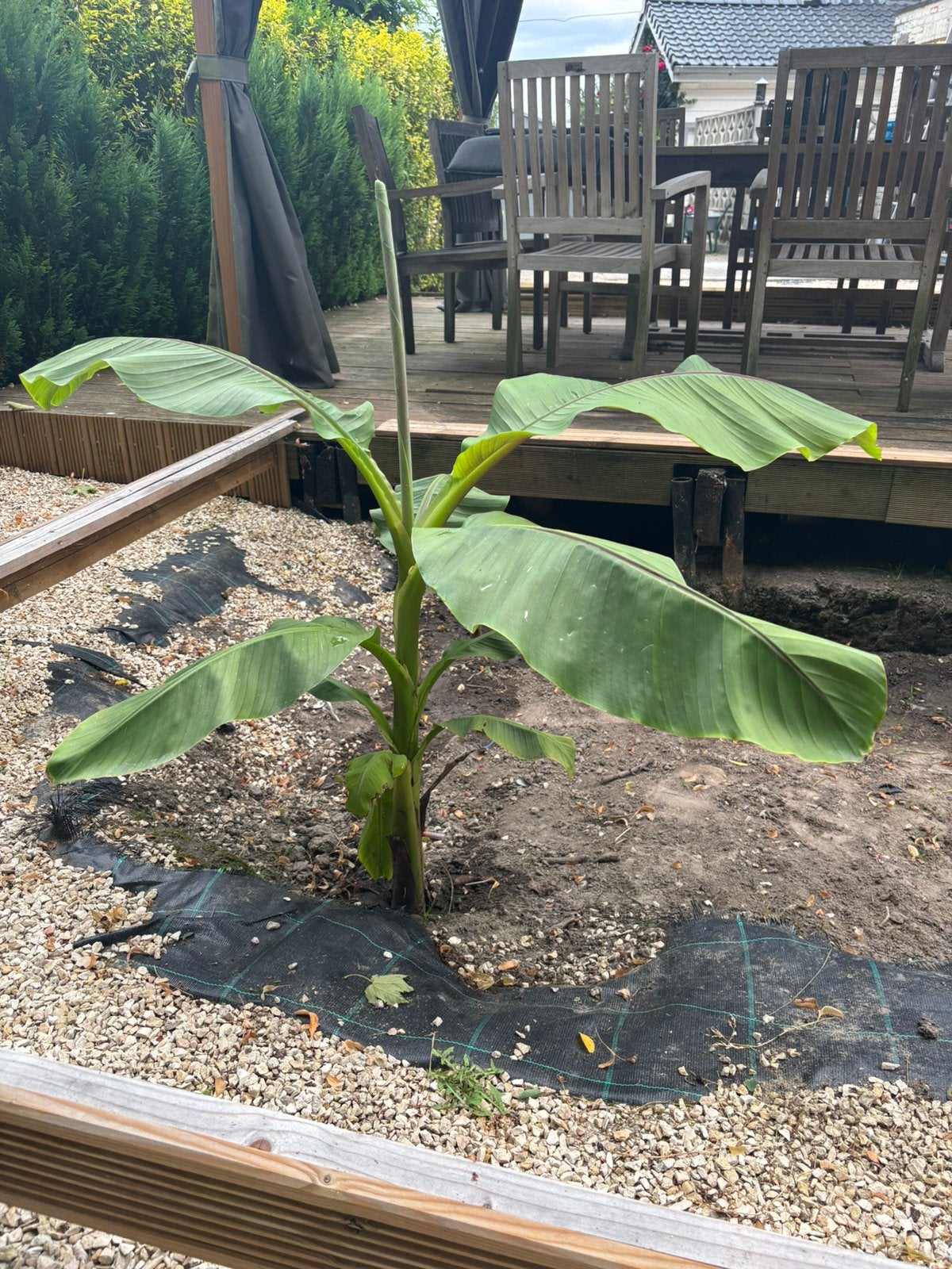 Bananen boom, Ophalen