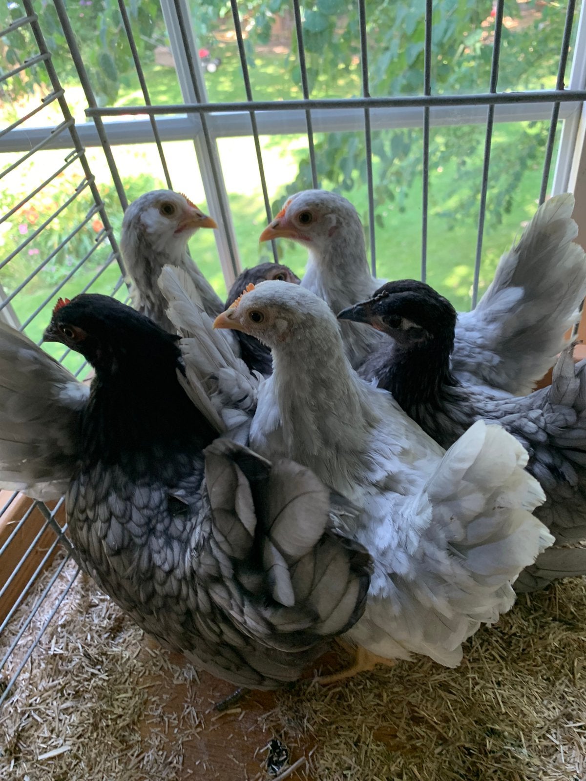 6 Mooie blauw, parelgrijs wit gepareld Chabo hennetjes, Dieren en Toebehoren, Kip