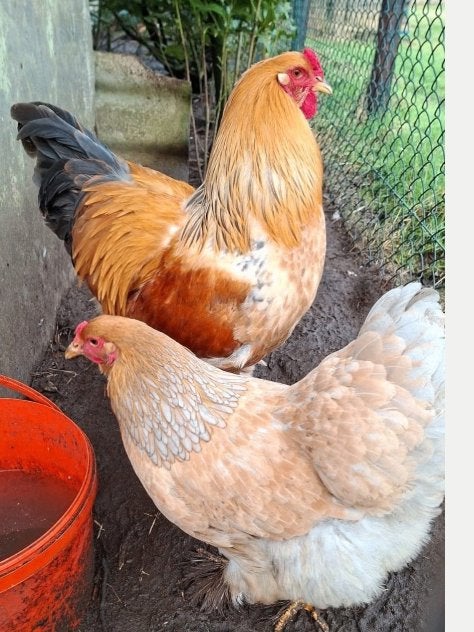 Brahma Buff Colombia broedeieren, Dieren en Toebehoren, Vrouwelijk, Kip