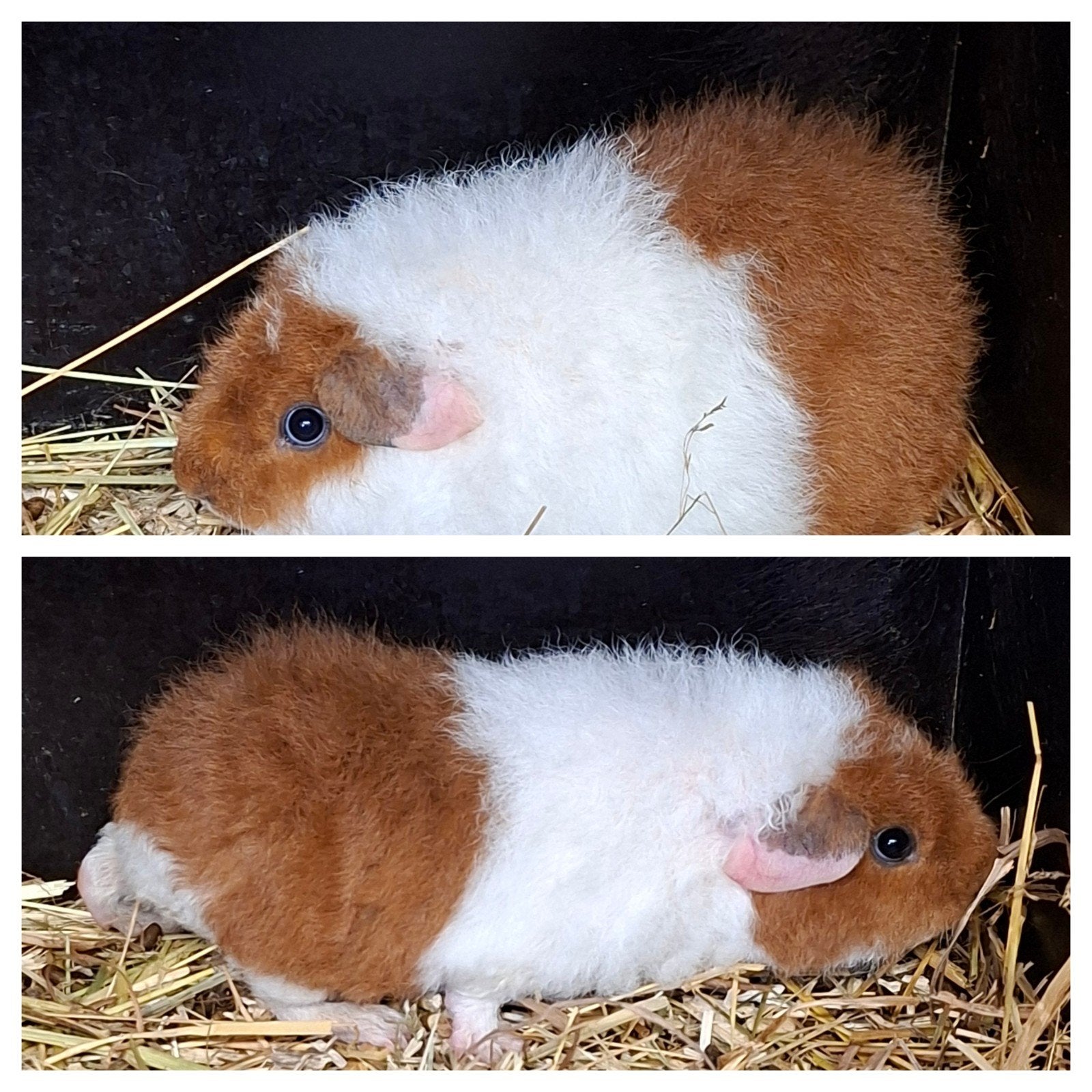 us teddy cavia's. cavia, Animaux & Accessoires, Rongeurs, Août, Cobaye
