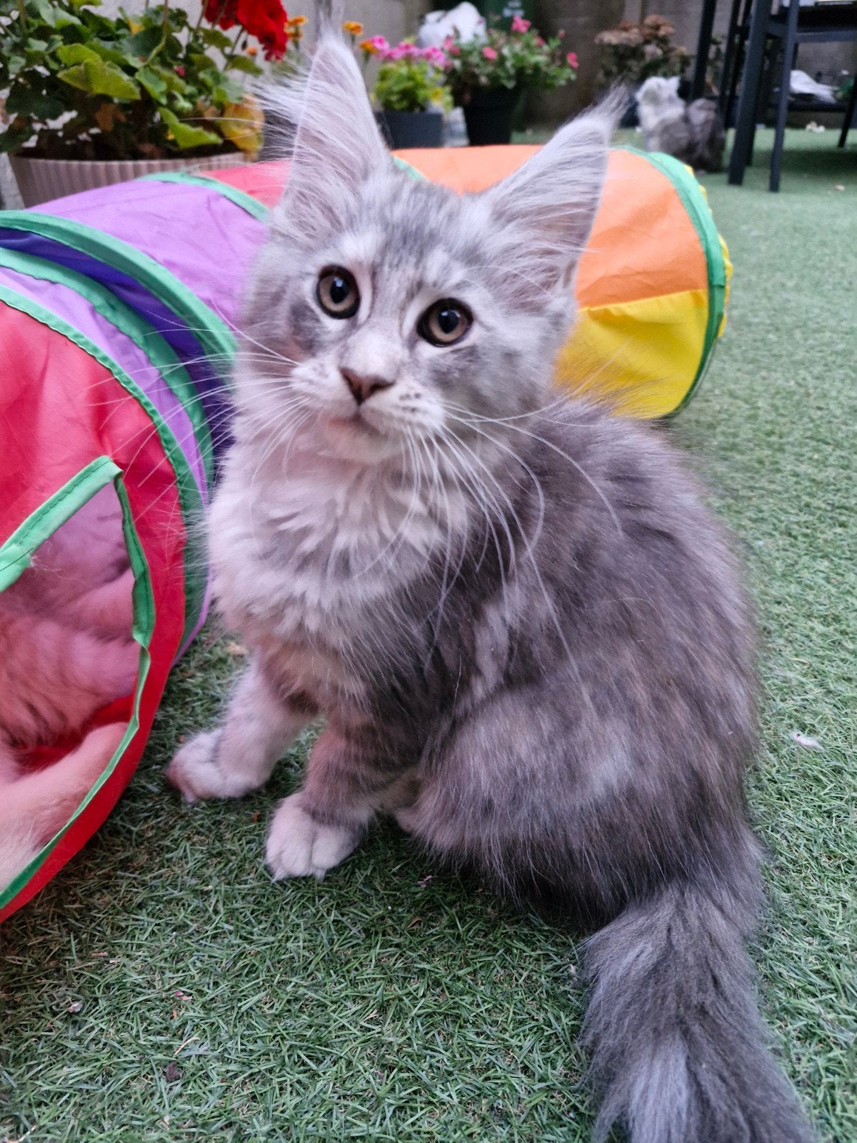 Maine coon, Dieren en Toebehoren, Katten en Kittens | Raskatten | Langhaar