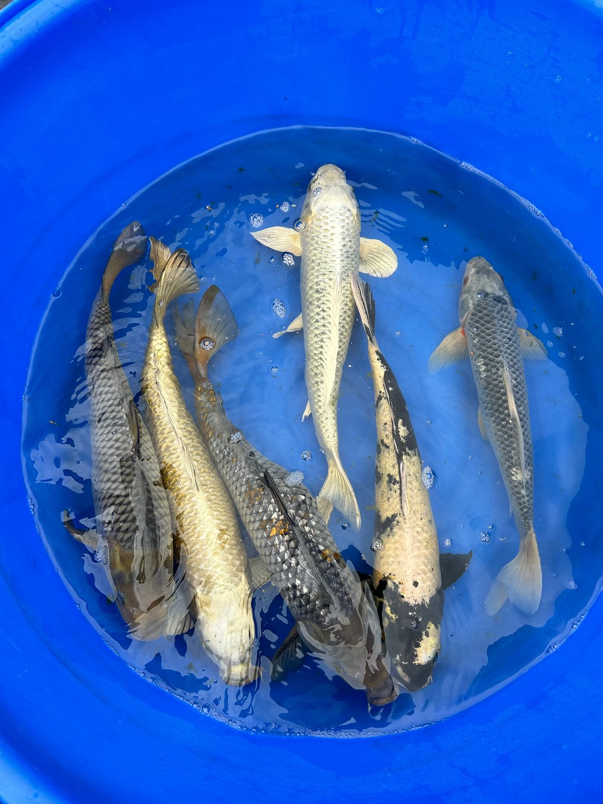 PRACHTIGE KOI, Dieren en Toebehoren