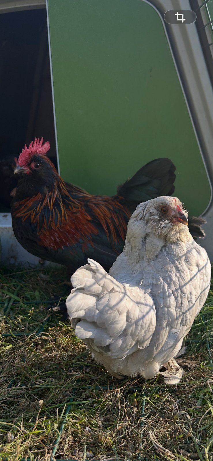 Opportunité : coq et 2 poules de votre choix, Animaux & Accessoires, Plusieurs animaux, Poule ou poulet