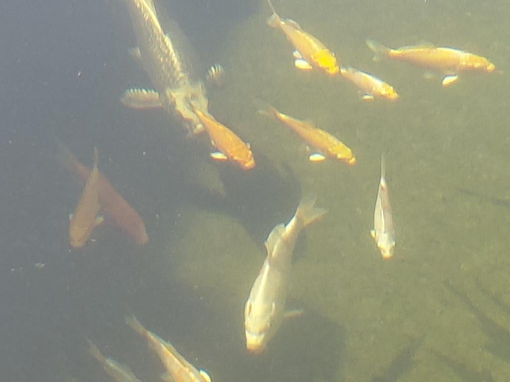 Koi s, Dieren en Toebehoren, Vissen | Vijvervissen