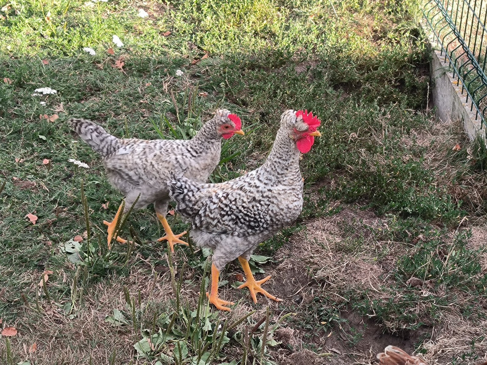 kip en haantje, Femelle, Poule ou poulet