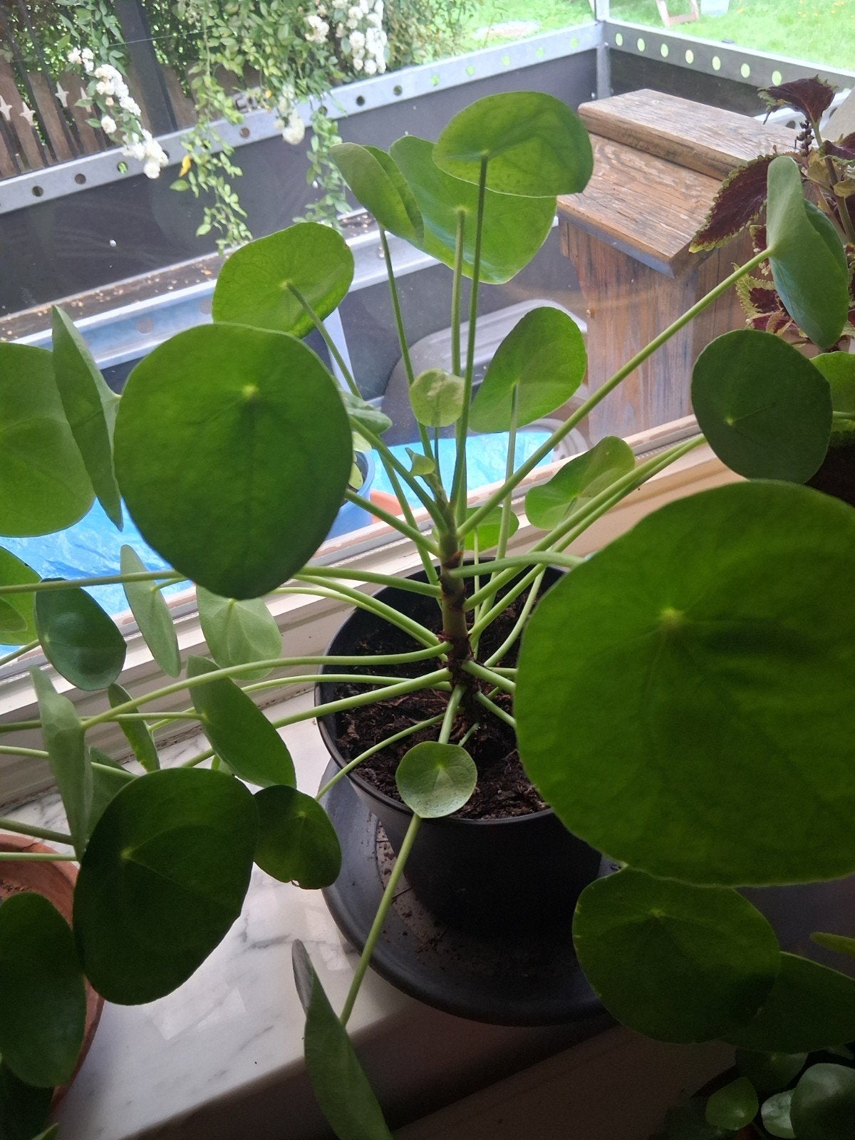pannenkoekplant, Maison & Meubles, Plantes d'intérieur, Enlèvement