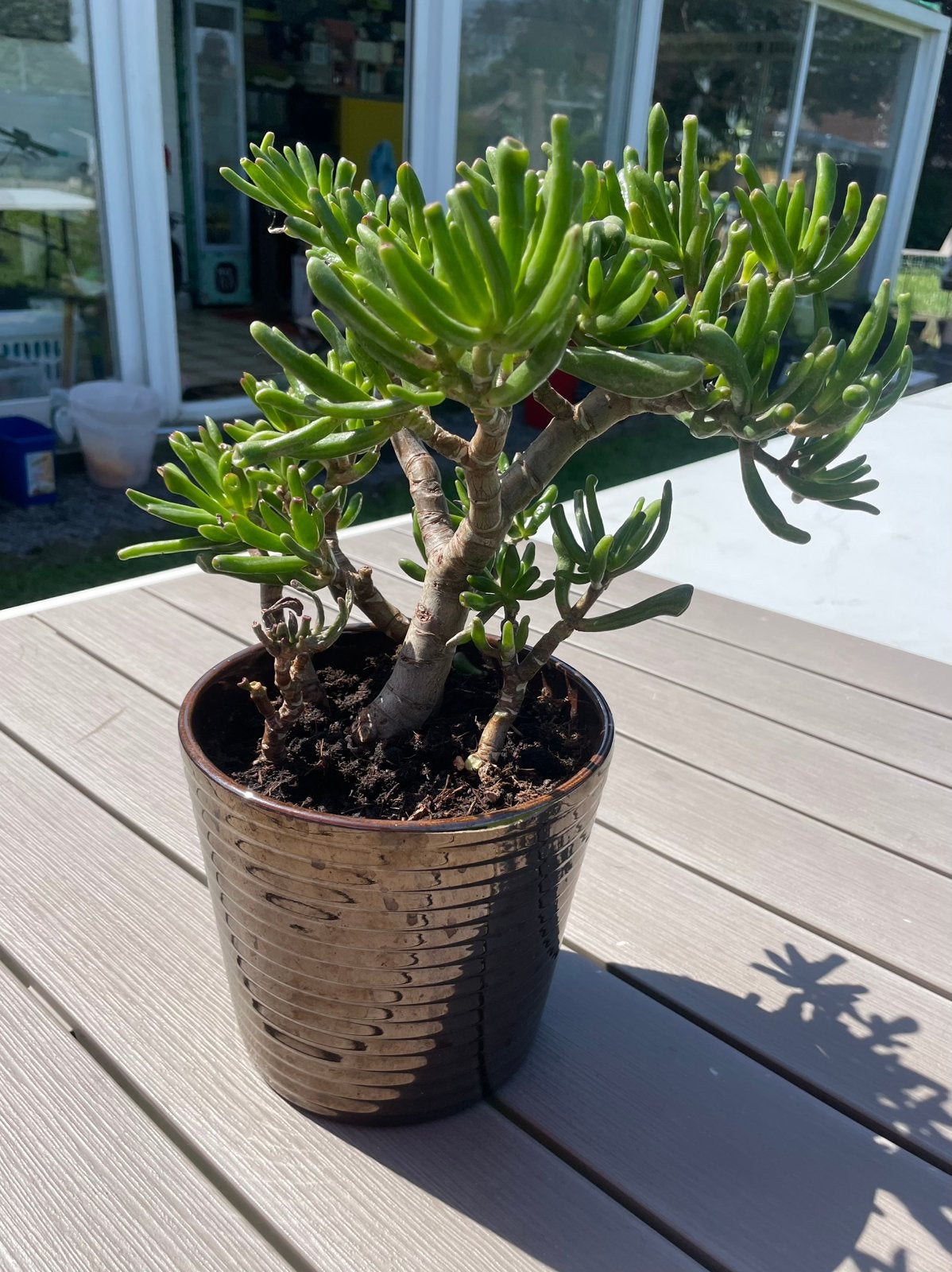 Arbre de Jade en pot., Ne fleurit pas, Plein soleil, Enlèvement, Graminées ornementales