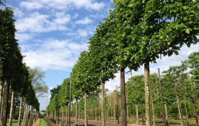 Leibomen: Leilinde en Groenblijvende Leilaurier
