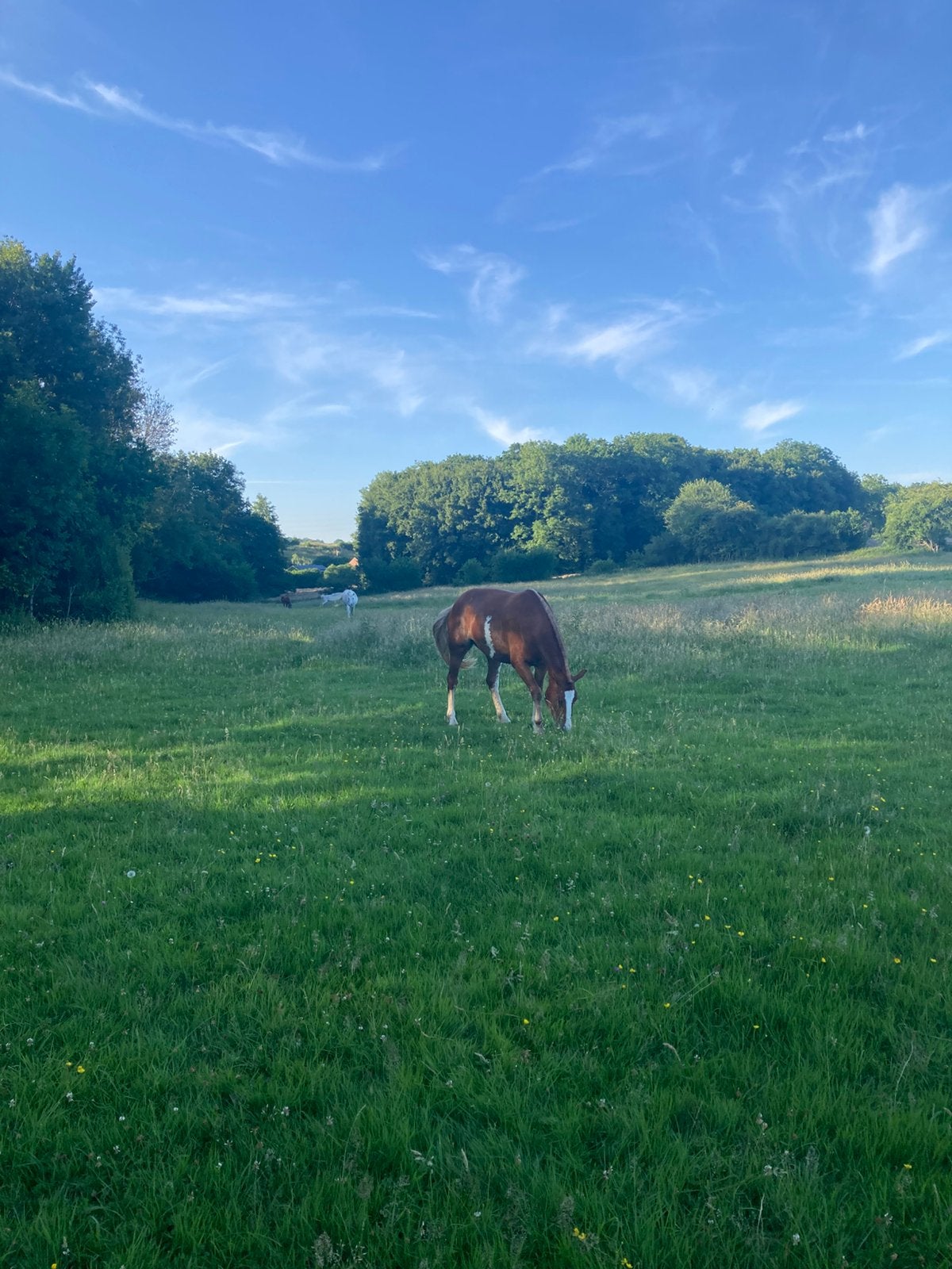 Recherche prairie Nandrin, Pâturage, 2 ou 3 chevaux ou poneys