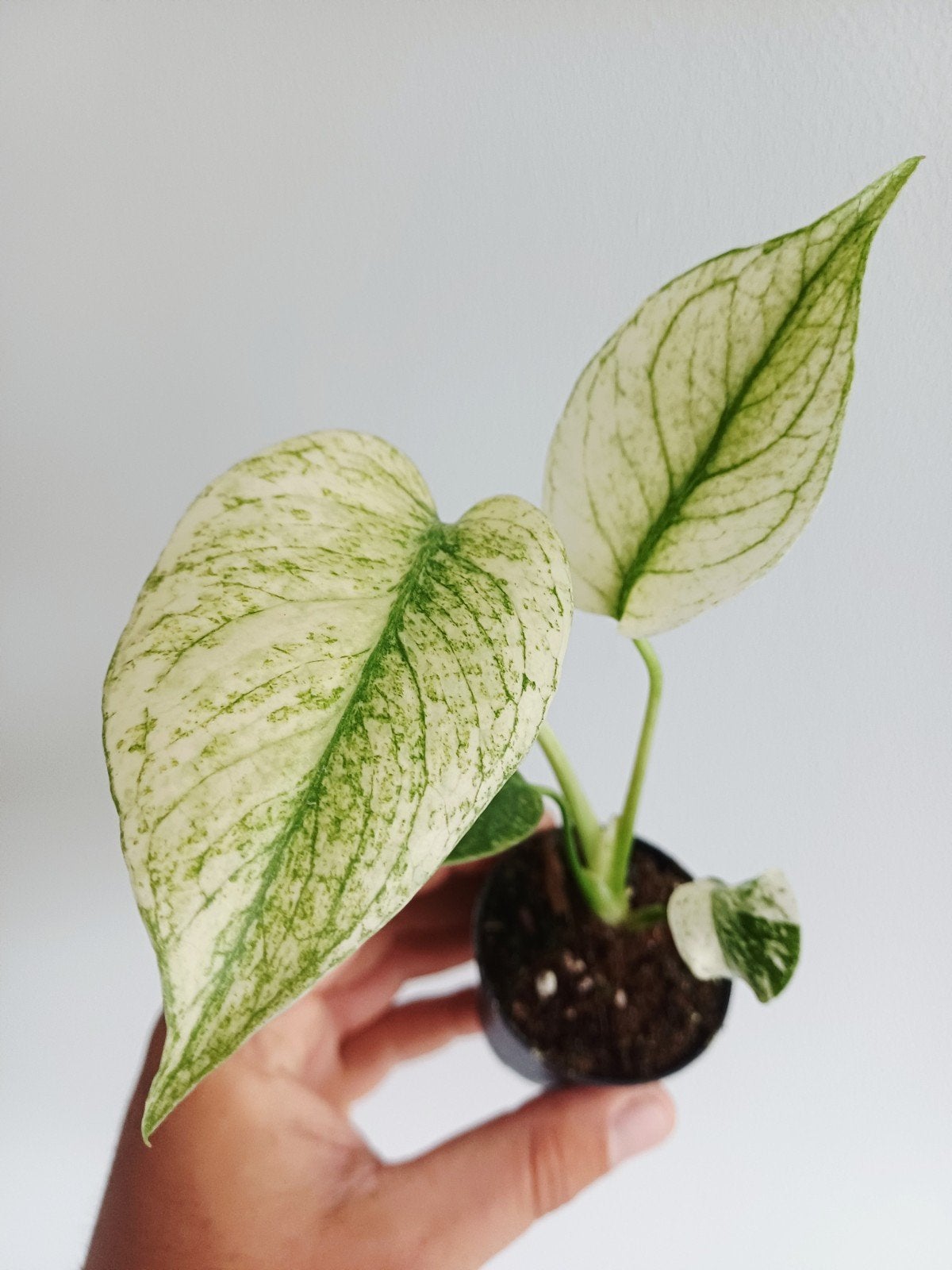 Monstera White Monster, Huis en Inrichting, Kamerplanten, Overige soorten, In pot, Minder dan 100 cm, Groene kamerplant