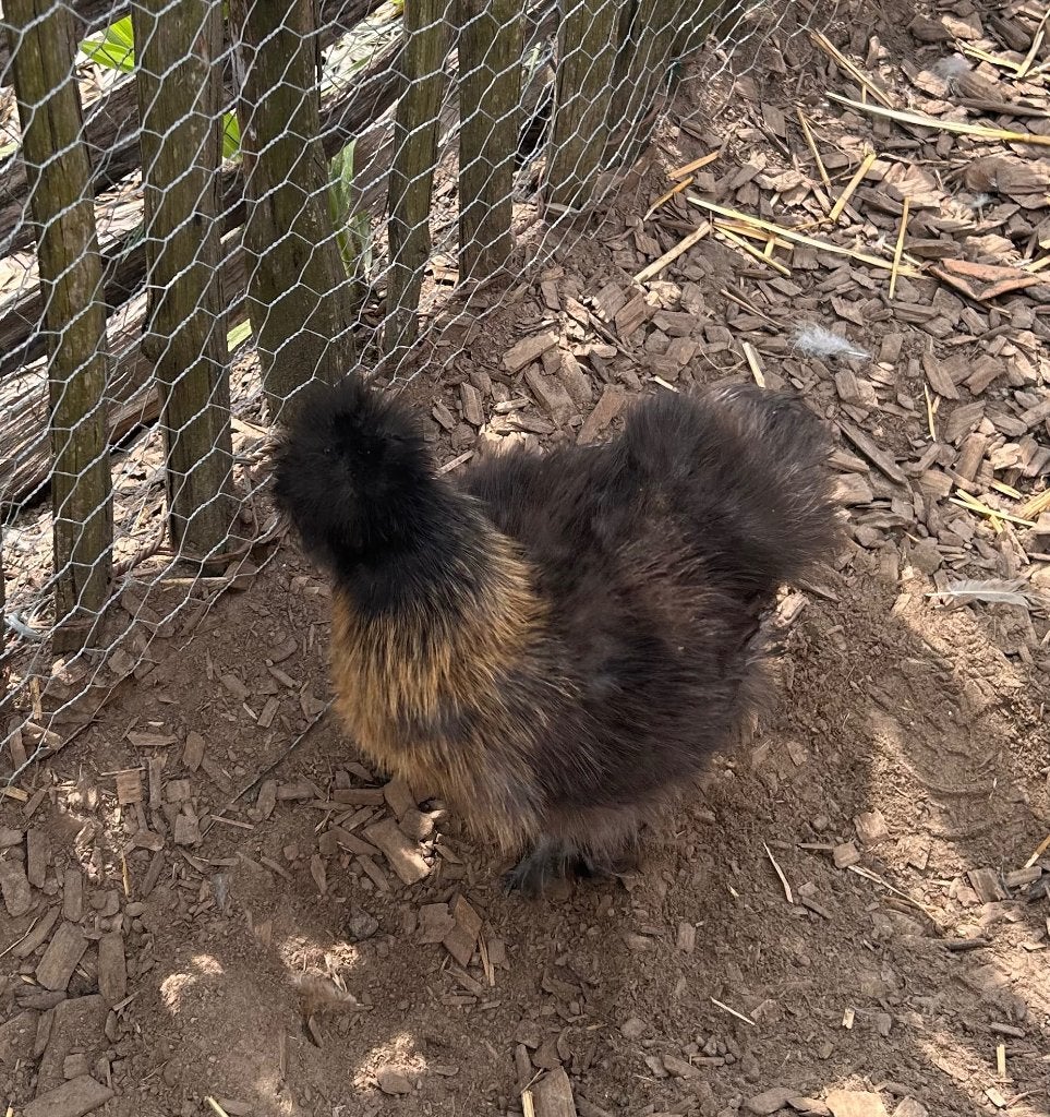 USA zijdehoentjes, Femelle, Poule ou poulet