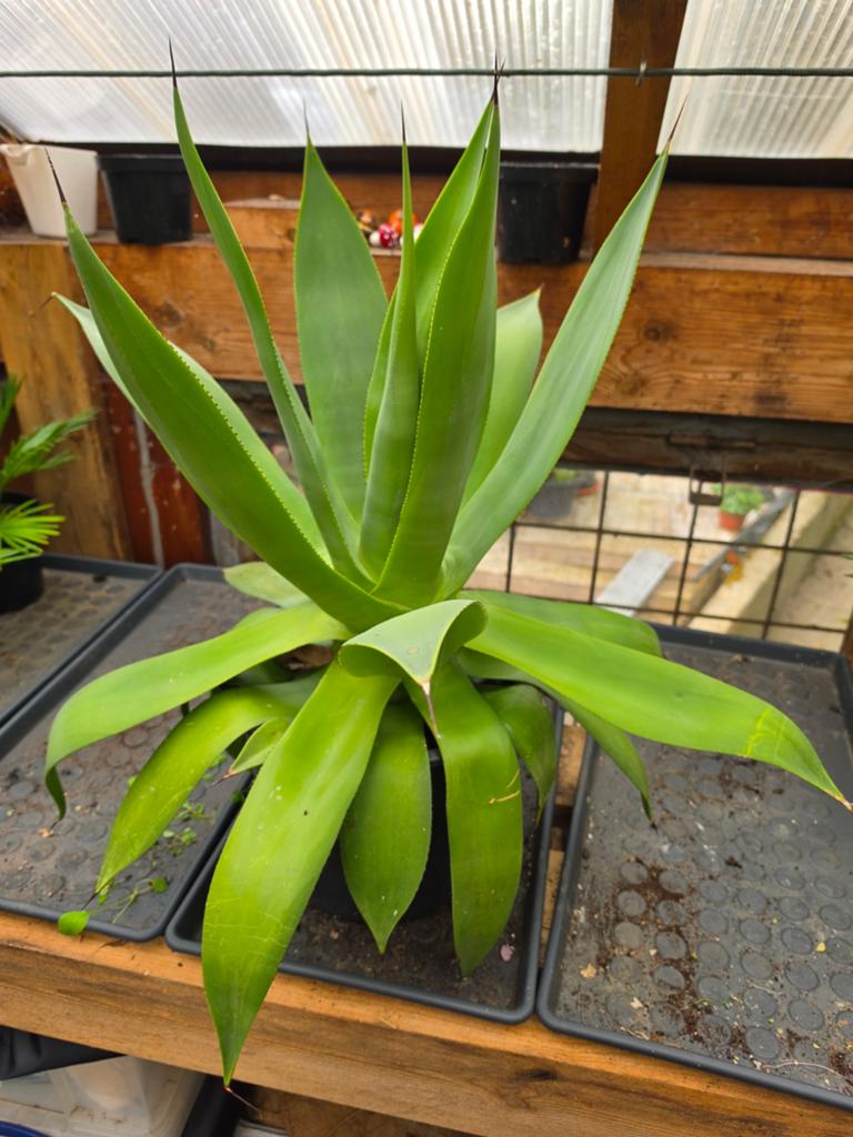 Agave chiapensis, Ophalen