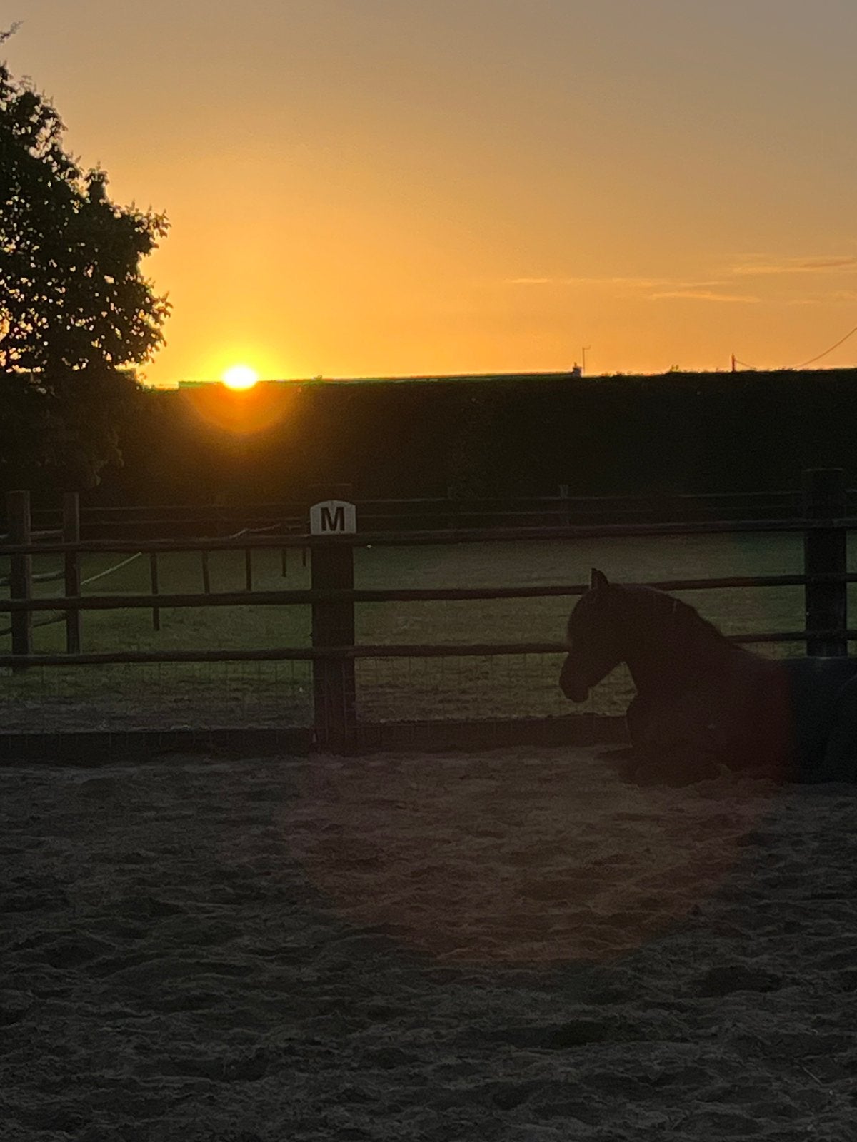 Opzoek naar wandelpaard ( droom is een Palomino), Dieren en Toebehoren, Paarden, Ruin