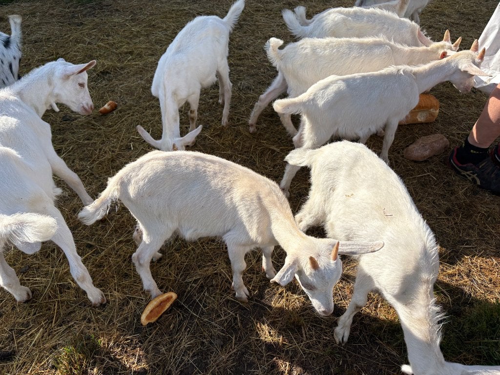 Verschillende Saenen-geiten, Dieren en Toebehoren, Mannelijk, Geit, 0 tot 2 jaar