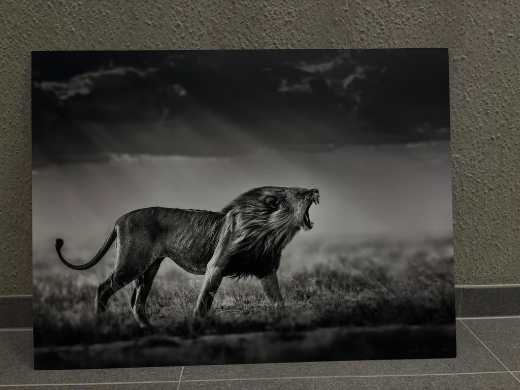 wildlife fotoprint - stormwind patrol, Ophalen