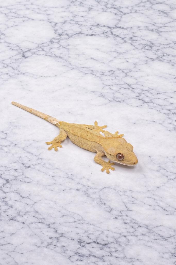 Wimpergekko kuifgekko, Dieren en Toebehoren
