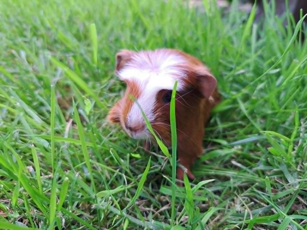Cavia duo - Beertjes, Dieren en Toebehoren, Knaagdieren, Cavia, Juni, Mannelijk, Tam