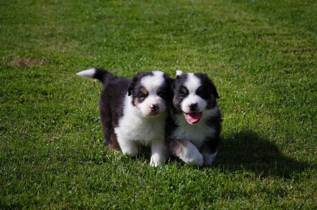 Australian Shepherd pups geboren op boerderij, Dieren en Toebehoren, België, Particulier, Reu, CDV (hondenziekte)