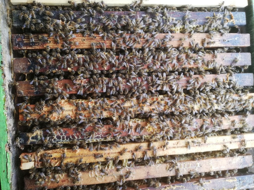 Carnica bijenvolken F1 2026, Abeilles