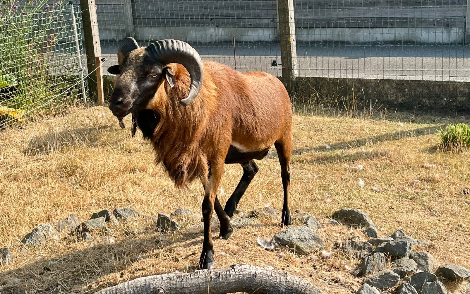 Bélier adulte , Cameroun, Mâle, Mouton, 3 à 5 ans