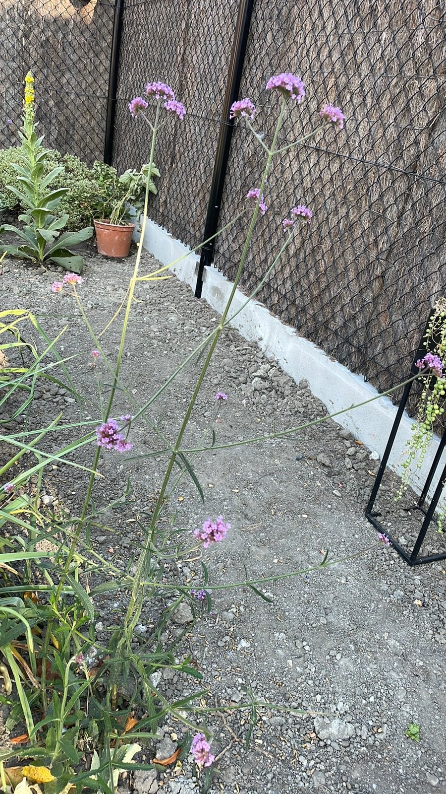 Verbena, Tuin en Terras, Ophalen, Vaste plant, Volle zon