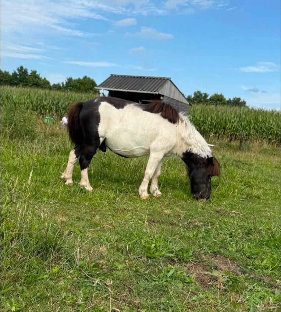 Lieve Shetlander / Weidemaatje / Gezelschapspony, Animaux & Accessoires, Poneys, Étalon, Non dressé, 11 ans ou plus