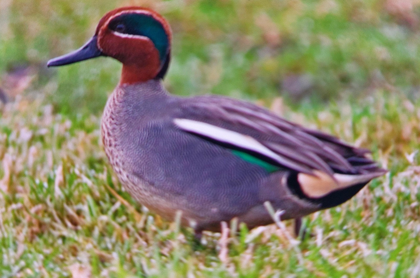 eenden - siereenden, Dieren en Toebehoren, Pluimvee