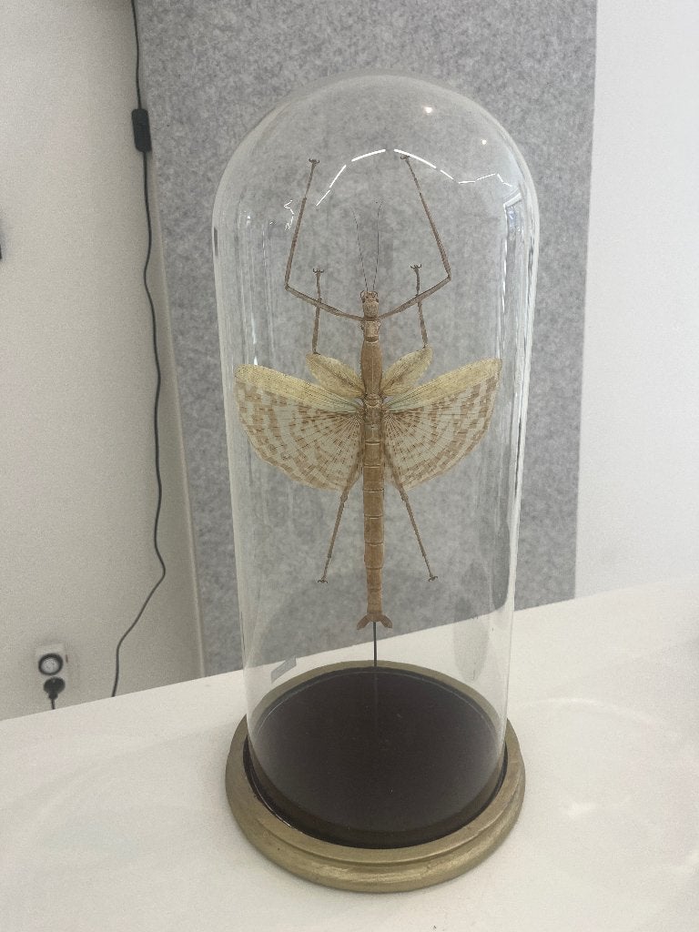 taxidermie Acrophylla wuelfingi (wandelende tak), Wandelende tak