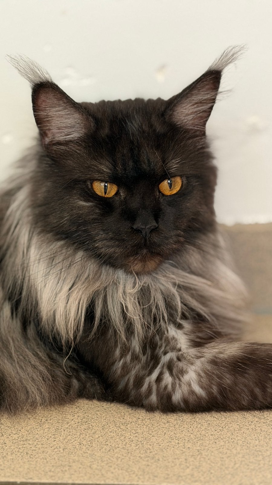 Prachtige Maine Coon poes met stamboom, Animaux & Accessoires, Chats & Chatons | Chats de race | Poil long, Chatte ou Chat, Avec pedigree
