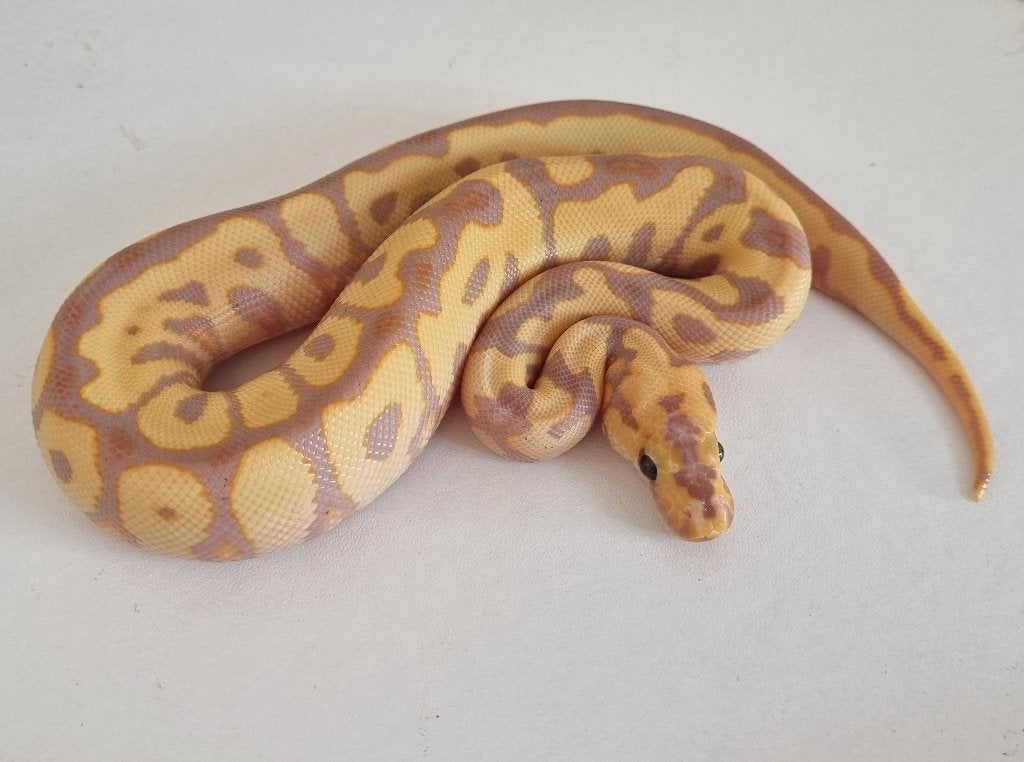 1.0 banana (od) spotnose clown koningspython python regius Ball Python photo 3